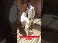 Sirohi Sojat Bakra for sale new update DelhiKG120/7065768656#viral