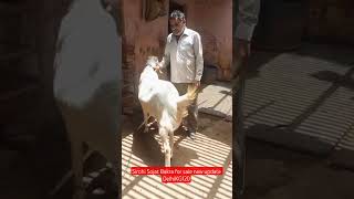 Sirohi Sojat Bakra for sale new update DelhiKG120/7065768656#viral