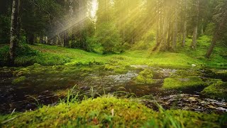 Relaxing Forest Stream With Morning Sun Rays Stock Video