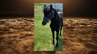 SMOKE, Cataloged | Kalona Sales Barn 6/1/26