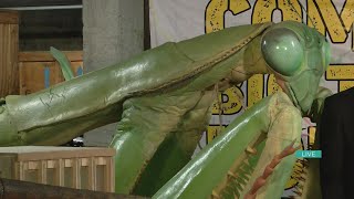 The Discovery Center Showcases The Bugs That Will Be Invading Springfield Soon