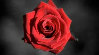 A Single Rose - Brian Crain @Holfti
