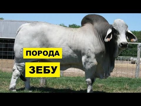 Видео: Почему у индийских коров горбы?