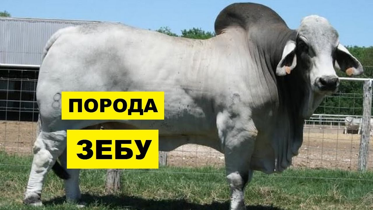 Порода коров Зебу особенности, содержание и уход | КРС | Молочные коровы | Коровы и Быки Зебу