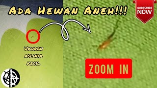 Hewan Aneh… [Bukan Versi On The Spot]