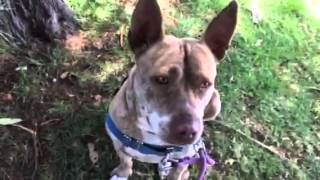 IMG 9381  Gidget BACS