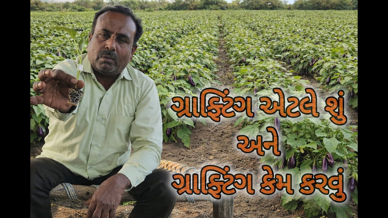 રિંગણામાં ગ્રાફ્ટિંગ એટલે શું? | ગ્રાફ્ટિંગ કેમ કરવું | Brinjal Grafting Gujarati  #રિંગણાગ્રાફ્ટિંગ