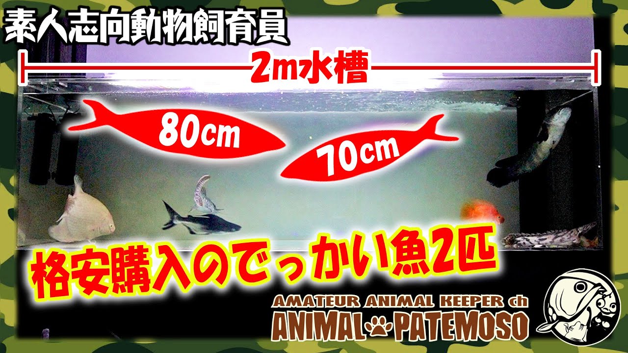 70㎝オーバーの巨大魚！】更にでっかい魚を買ってきたから水槽に入れ