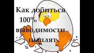 Секрет успешной инкубации яиц или 100% вывод цыплят