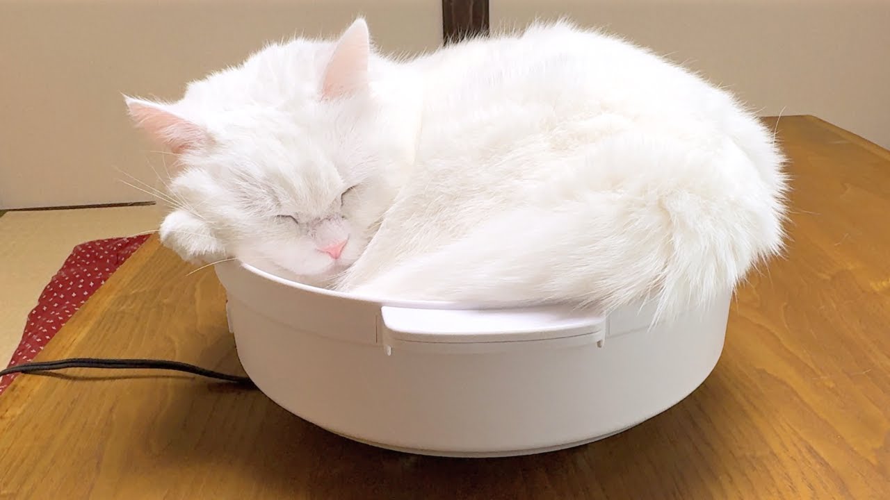 Cat-Pot Season Is Here Again! (Grated Radish Hotpot Version) - YouTube