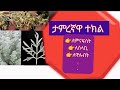 ታምረኛዋ ተክል ኑ የባህል መድኃኒቶችን እንማር