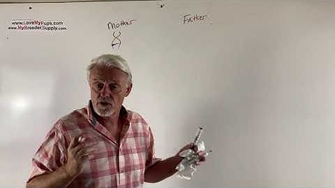 Dangers of dog inbreeding and line breeding