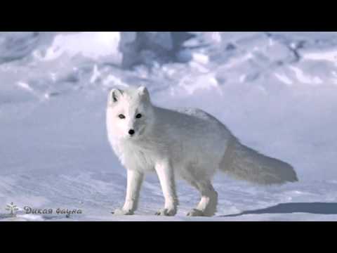 Песец (Полярная Лиса)/The Scribe (Polar Fox)