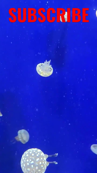 Spongebob Jellyfish Jam