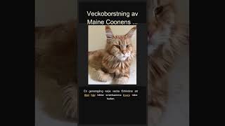 Veckoborstning av Maine Coonens päls 🐈🪮 #Shorts