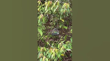 cara mikat cucak ranting liar/hutan