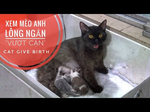 Video Lần Đầu Xem 