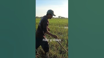 Cowboy Catch Snake By Hand In Rice Field #shorts