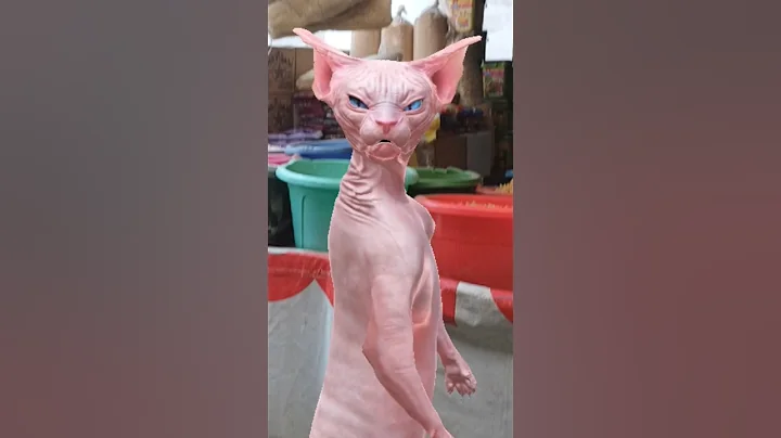 Video 8381541: sphynx cats catlovers, sphynx funny catlover cute, catlover cute sphynx explore, sphynx cute catlover dance, funny cat live, cat cute funny love