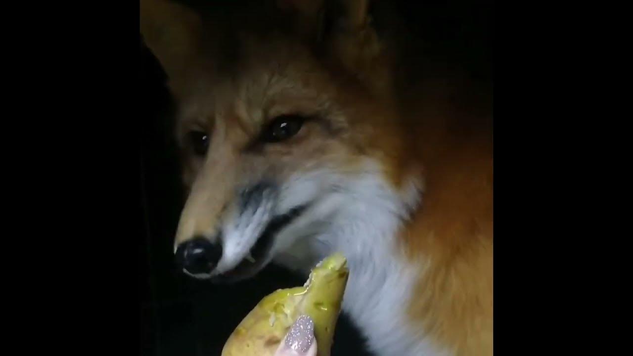 I feed a red fox with a pear. redfox domesticfox babyfox 