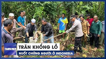 Trăn khổng lồ nuốt chửng người ở Indonesia