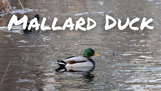 The Mallard Duck | The World's Most Famous Bird