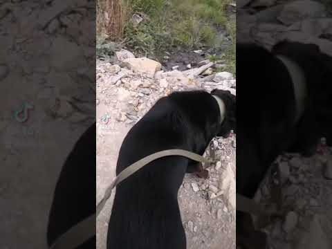Video: Rottweiler: Standardet E Racave Dhe Tiparet E Personalitetit