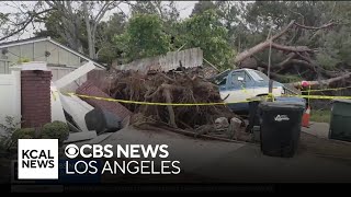 Community rallies to support neighbor after huge tree destroys Monrovia home