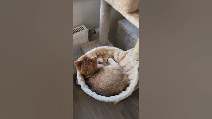 Watch the video about Lilly Is a Spoiled Brat 😸💅 #cat #britishshorthair #kitten #funny #funnycats