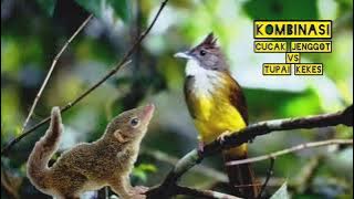 MASTERAN CUCAK JENGGOT VS TUPAI KEKES