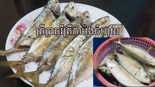 វិធីចំហុយត្រីកាម៉ុងរីត្រីប្លាធូ/How to make Steamed Mackerel/วิธีทำปลาทูนึ่ง