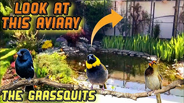 Traveling to Belgium to see an extraordinary Finch Aviary : The Cuban Grassquits