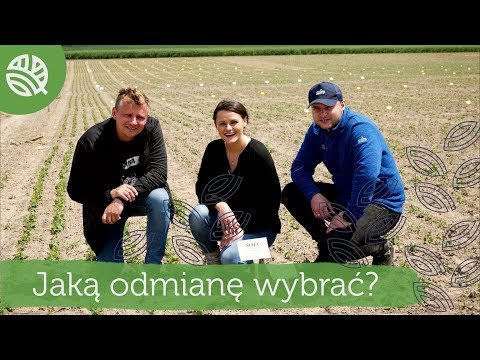 JAK SKUTECZNIE WYSIAĆ SOJĘ? CZY NAWOZIĆ AZOTEM? - #129 nawozy nonstop