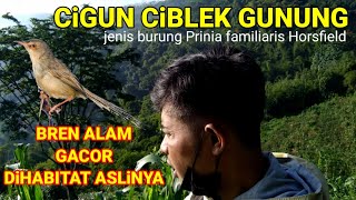 Cigun ciblek gunung gacor di alam liar Prinia familiaris Horsfield@Iyuschannel521