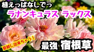 ◆なんとっ❗️【植えっぱなし】で夏越し出来ちゃう