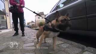 Chien en promenade : comment calmer son agitation ?