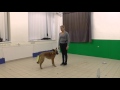 Family Dog Project channel - Do as I Do exam Family Dog Project channel - Do as I Do exam