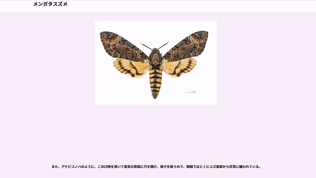 珍品】外国産蛾標本 ヨーロッパメンガタスズメ ウクライナ産 羊たちの沈黙