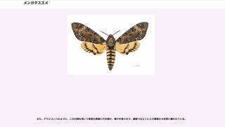 メンガタスズメ - YouTube
