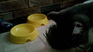 Кошка и травка. Витамины для кошек. Cat and grass. Vitamins for cats. Кошка и травка. Витамины для кошек. Cat and grass. Vitamins for cats.