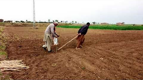 Sowing of maize and soybean seeds