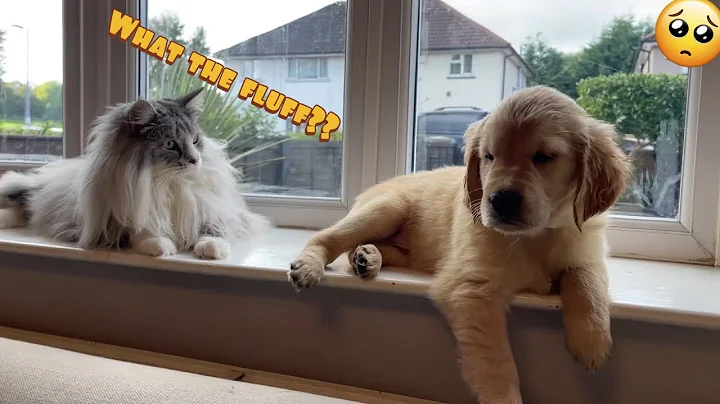 Introducing My Cat To A New Golden Retriever Puppy! (So Cute!!)