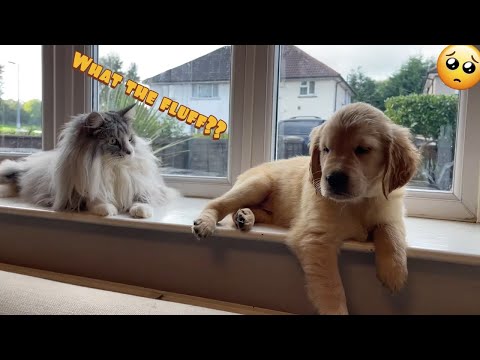 Introducing My Cat To A New Golden Retriever Puppy! (So Cute!!)