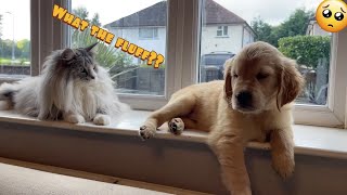 Introducing My Cat To A New Golden Retriever Puppy! (So Cute!!)