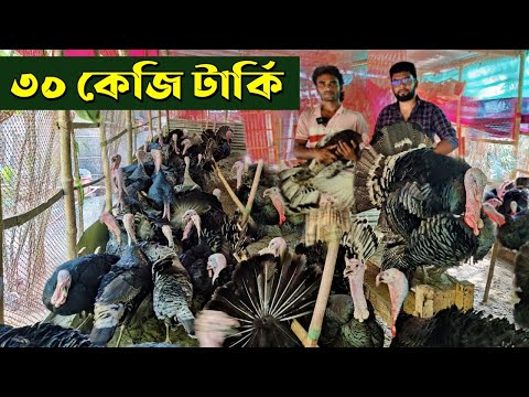 ভিডিও: টার্কি কত বছর বাঁচে?