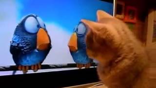 Смотреть Всем!! Кот Смотрит Мультик!Приколы с Котами!See All! Cartoon cat stares! Fun with cats! Смотреть Всем!! Кот Смотрит Мультик!Приколы с Котами!See All! Cartoon cat stares! Fun with cats!