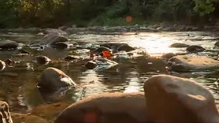 50 Years of Conservation in Virginia