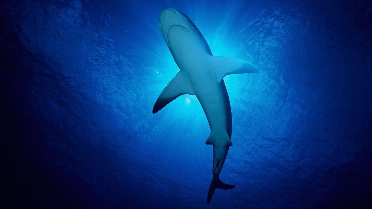 Massachusetts Tourist In Bahamas Bitten By Shark While Spearfishing