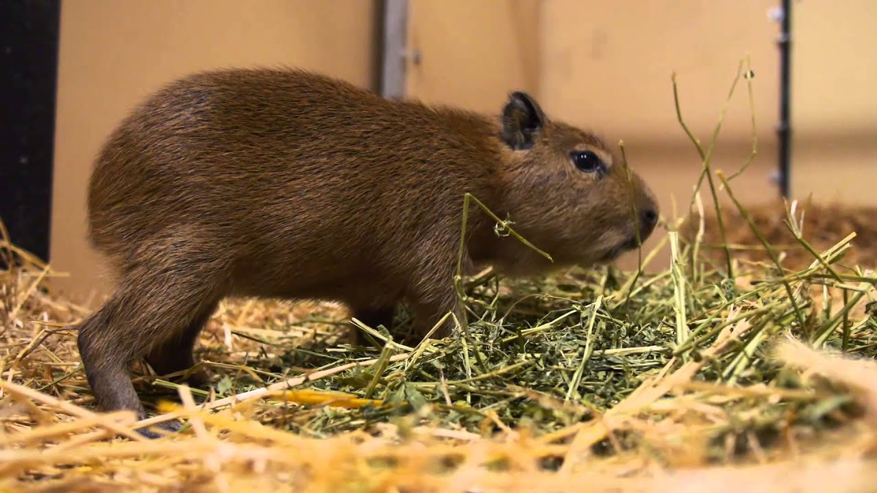 New Baby Capybara Youtube New Baby Capybara Youtube