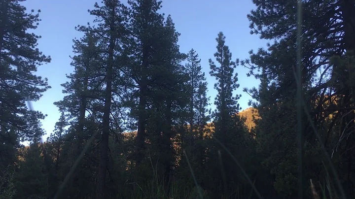 Dawn chorus in Lee Vining canyon